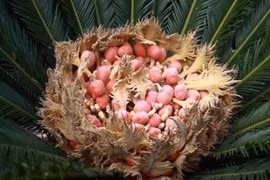 Loài cây 20 năm mới ra quả, mang lại giàu sang may mắn, người mua săn lùng như báu vật