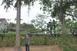 Lão nông Phú Thọ sở hữu vườn cây lạ, vặt lá bán được nửa tỷ đồng/năm