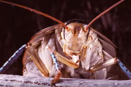 Những “hóa thạch sống” tồn tại quanh chúng ta