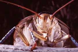 Những “hóa thạch sống” tồn tại quanh chúng ta