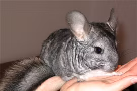 Thấy con vật béo múp, bà mẹ tưởng chuột để rồi giật mình 