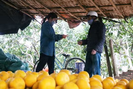 Nông dân trồng bưởi Diễn ở Hà Nội kiếm tiền tỷ vụ Tết