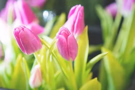 Vận đỏ như son: 3 con giáp có trợ thủ đắc lực 