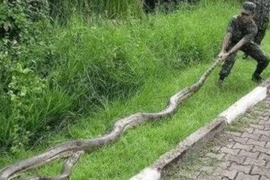 Sinh vật dài nhất thế giới không phải là rắn