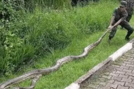 Sinh vật dài nhất thế giới không phải là rắn