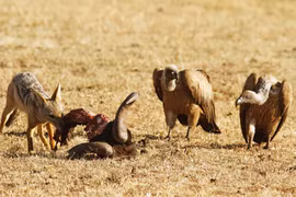 Tại sao kền kền "vua ăn thịt thối" lại miễn nhiễm với mọi chất độc? 