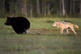 Hai loài dã thú hung hãn nhất rừng xanh kết bạn