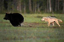 Hai loài dã thú hung hãn nhất rừng xanh kết bạn