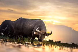 Cưới vợ thuộc 5 con giáp này, đàn ông sẽ hạnh phúc