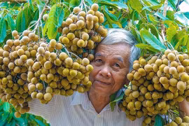 Lão nông sở hữu hai giống nhãn lạ siêu trái, bán 1,5 triệu đồng/nhánh