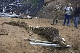 Xác sinh vật thời tiền sử ở Bắc Cực khiến khoa học lo lắng