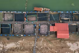 Người nuôi cá lồng trong 'cơn khát' của dòng sông Đà