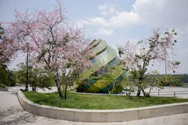 Hoa mai anh đào rực rỡ nở trái mùa ở Đà Lạt