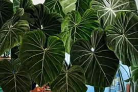 Mùa hè, trồng 9 cây cảnh điều hòa không khí, mát lành