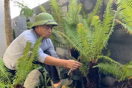 Cây dại bờ tường làm cảnh giá tiền triệu được săn lùng dịp Tết