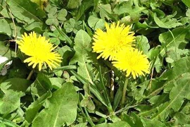 Loại cỏ dại vua giải nhiệt, bổ mắt, chế biến ăn rất ngon