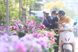 Địa lan siêu đẹp giá 130 nghìn đồng/giỏ chơi Tết hút khách ở Hà Nội