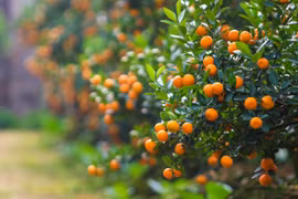 Ý nghĩa cây quất trong ngày Tết Nguyên đán 