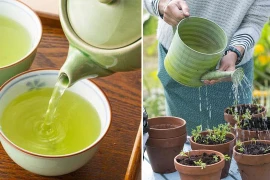 Trà để qua đêm là 'báu vật', công dụng thần kỳ trong bón cây và khử mùi 