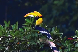 Cận cảnh rừng hoang dã Cát Tiên lớn nhất Tây Nguyên