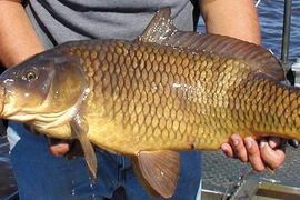 5 loại cá "ổ chứa" formaldehyde và kim loại nặng, rẻ cũng đừng mua 