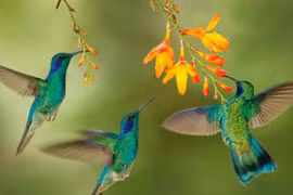 Ai tuổi Ngọ sinh tháng Âm lịch này công việc suôn sẻ