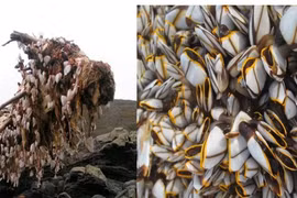 Cô gái bắt gặp loài vật quý hiếm trên thân cây gỗ