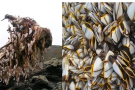 Cô gái bắt gặp loài vật quý hiếm trên thân cây gỗ