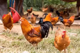 Gà sống được bao lâu? Điều gì sẽ xảy ra nếu bạn không ăn thịt nó?