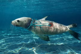 Lưới ma - sát thủ ẩn mình dưới đại dương 