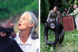 7 loài vật có thể coi là anh hùng trong lịch sử nhân loại