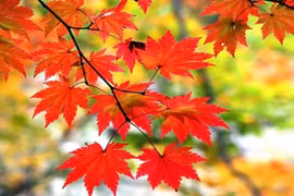 Kích hoạt tài lộc phòng khách bằng tranh: Đón cát vận, xua ám khí