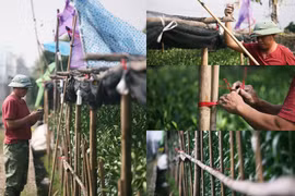 Hoa ly được mùa, người dân lắp điện, buộc rào canh trộm dịp Tết Nguyên đán 2020