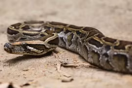 Trăn Miến Điện khổng lồ vỡ bụng chết vì nuốt chửng con bò 