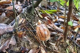 Phát hiện rùa cực hiếm bò vào vườn nhà dân