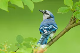 Từ Rằm tháng Giêng, những con giáp trúng số