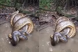 Khoảnh khắc trăn Anaconda siết chặt cá sấu caiman
