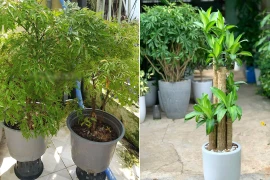 Hai loại cây hàng đầu giúp gia chủ giữ của, thu hút vận may