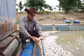 Hàng tấn cá chết nổi trắng bè, nông dân méo mặt
