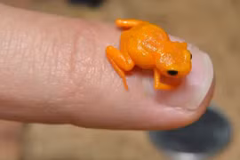 Loài ếch tội nghiệp nhất hành tinh: Nhỏ chỉ bằng cái móng tay