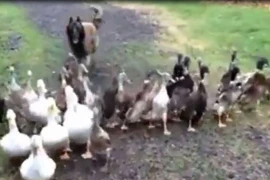 Clip: Ngạc nhiên với cảnh chú chó đi… chăn vịt -