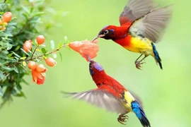 Tháng 4 Âm vô lo, 3 con giáp vượng vận may mắn, thu nhập tăng