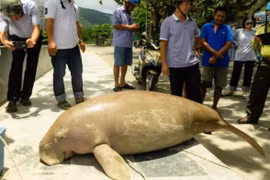 Sinh vật kỳ lạ bất ngờ vào sâu đất liền để gặm cỏ: Là loài quý hiếm