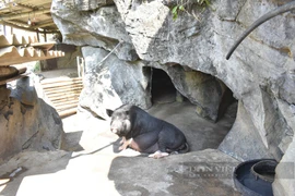 Nuôi lợn đen trong hốc đá ở Hòa Bình