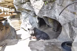 Nuôi lợn đen trong hốc đá ở Hòa Bình