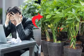 Gần Tết Nguyên đán mà thiếu tiền, bạn nên trồng gấp cây này trong nhà