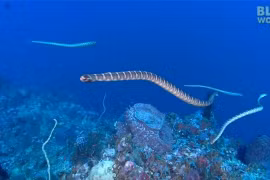 Rắn biển cực độc gieo rắc nỗi kinh hoàng trên biển