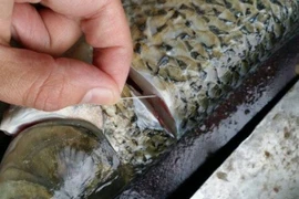 Khử mùi tanh của cá chỉ cần thêm 1 động tác này khi sơ chế