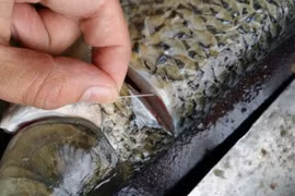 Khử mùi tanh của cá chỉ cần thêm 1 động tác này khi sơ chế