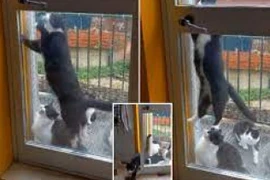 Bị nhốt ở bên ngoài, mèo cưng trổ tài mở cửa 